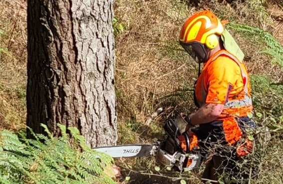 A certified forestry worker